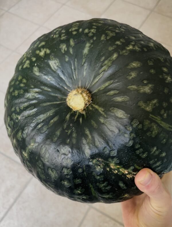 ZUCCA NEFERTITI | Happy Box [8kg c.a.] - immagine 2