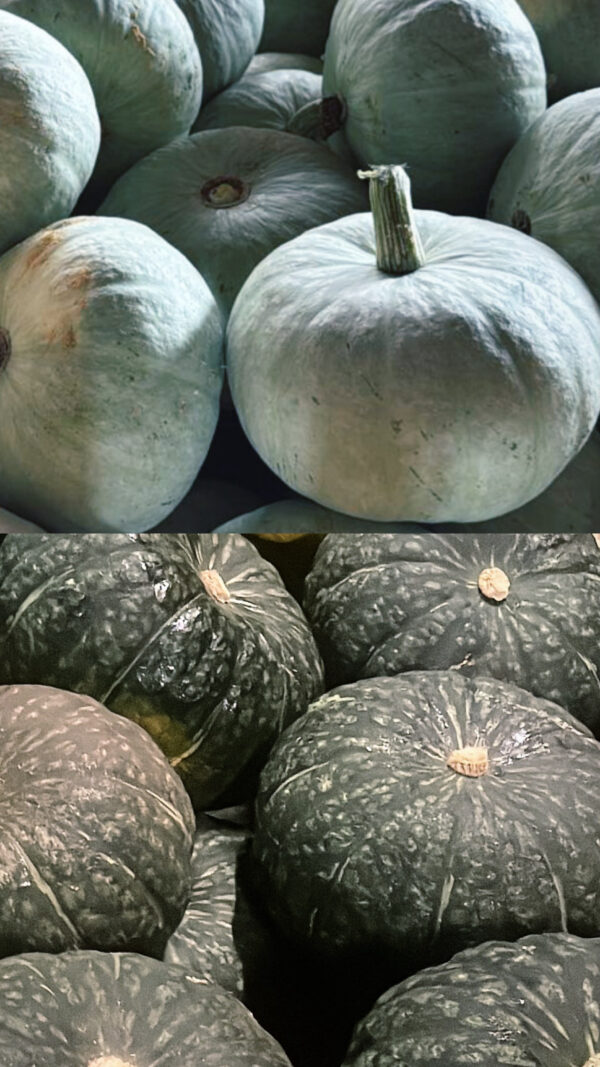 Reginetta Sicula | ADELASIA + ELVIRA | Mix Mini Box [6kg c.a]