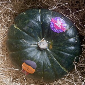 Stella22 ICE | ZUCCA SINGOLA +4kg