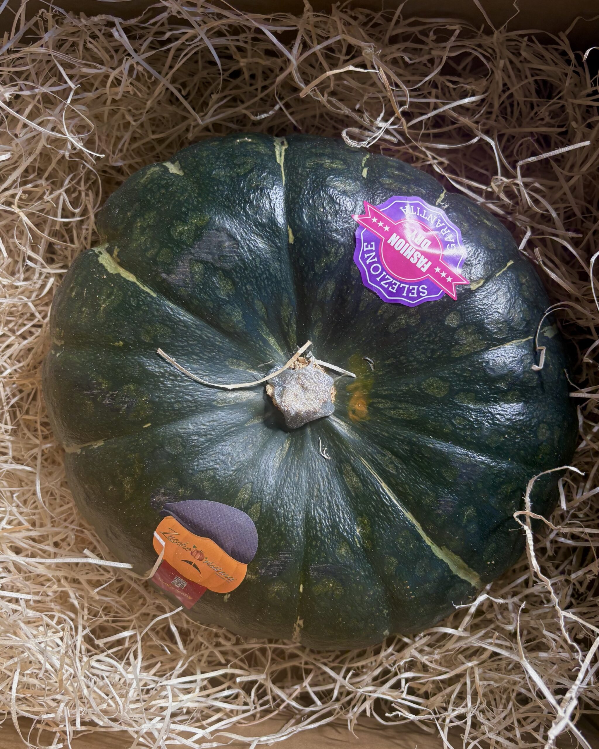 Stella22 ICE | ZUCCA SINGOLA +4kg