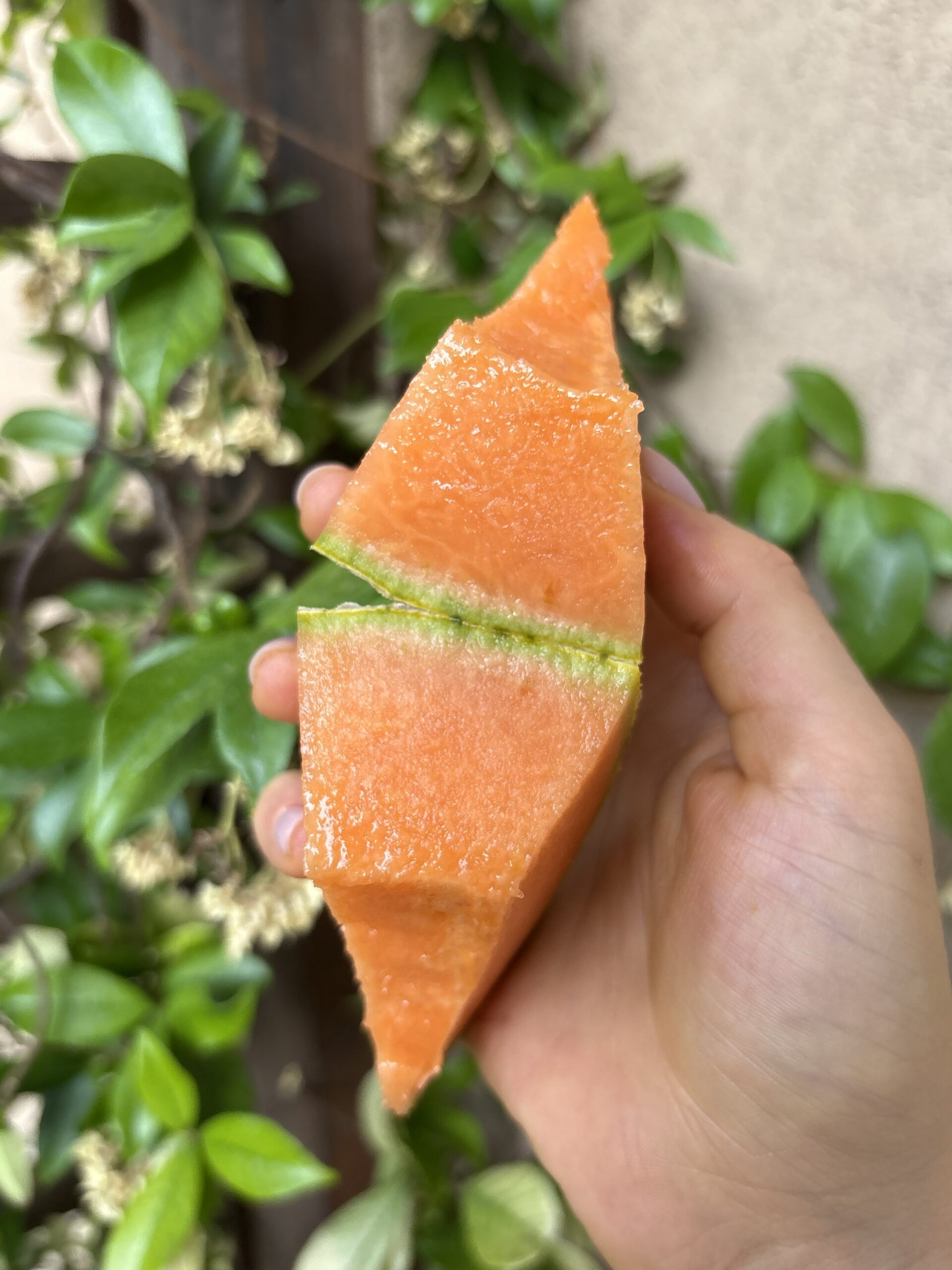 Bòn Bòn Melon | cassetta 6kg c.a. - immagine 3