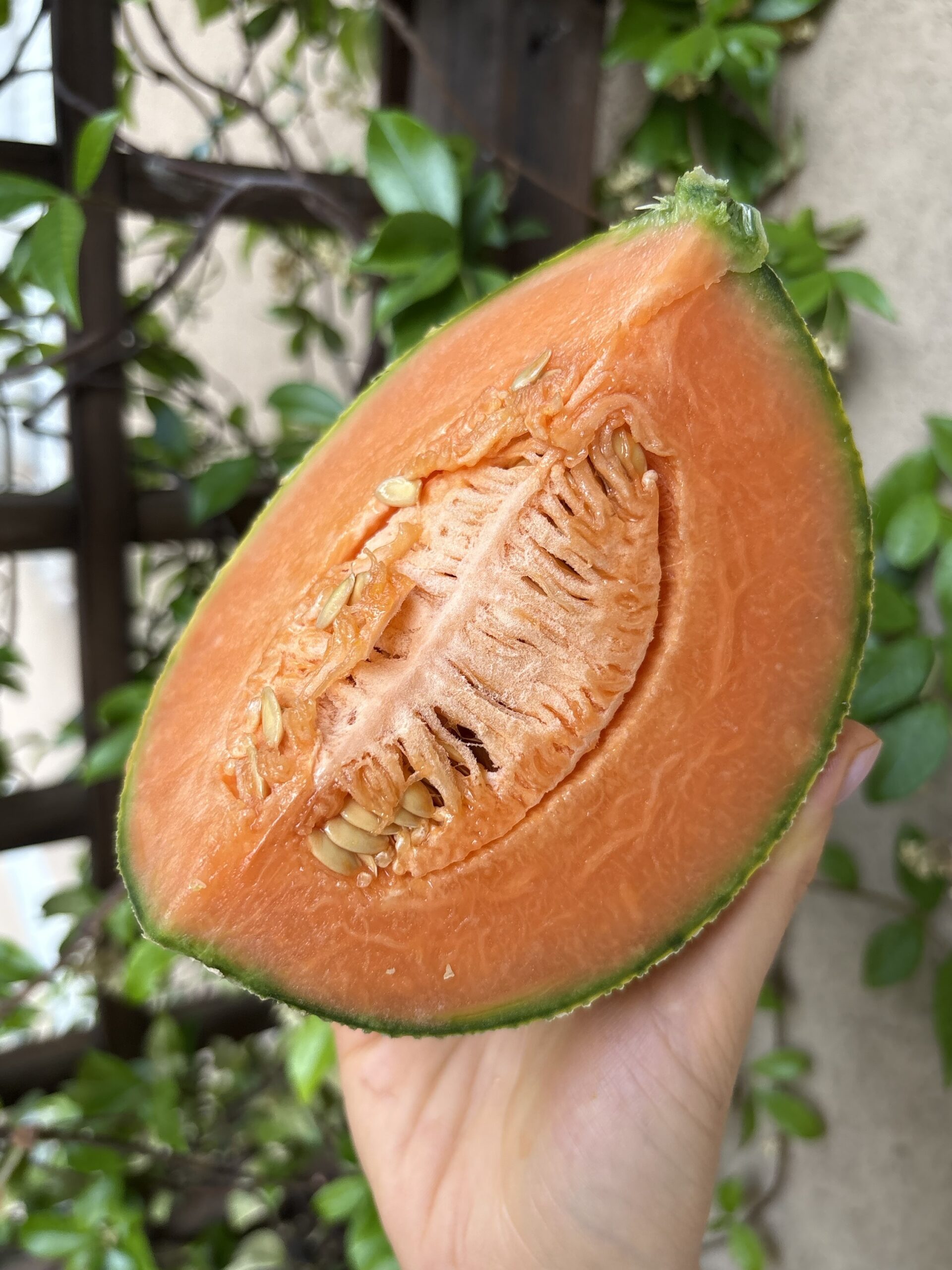 Bòn Bòn Melon | cassetta 6kg c.a. - immagine 2