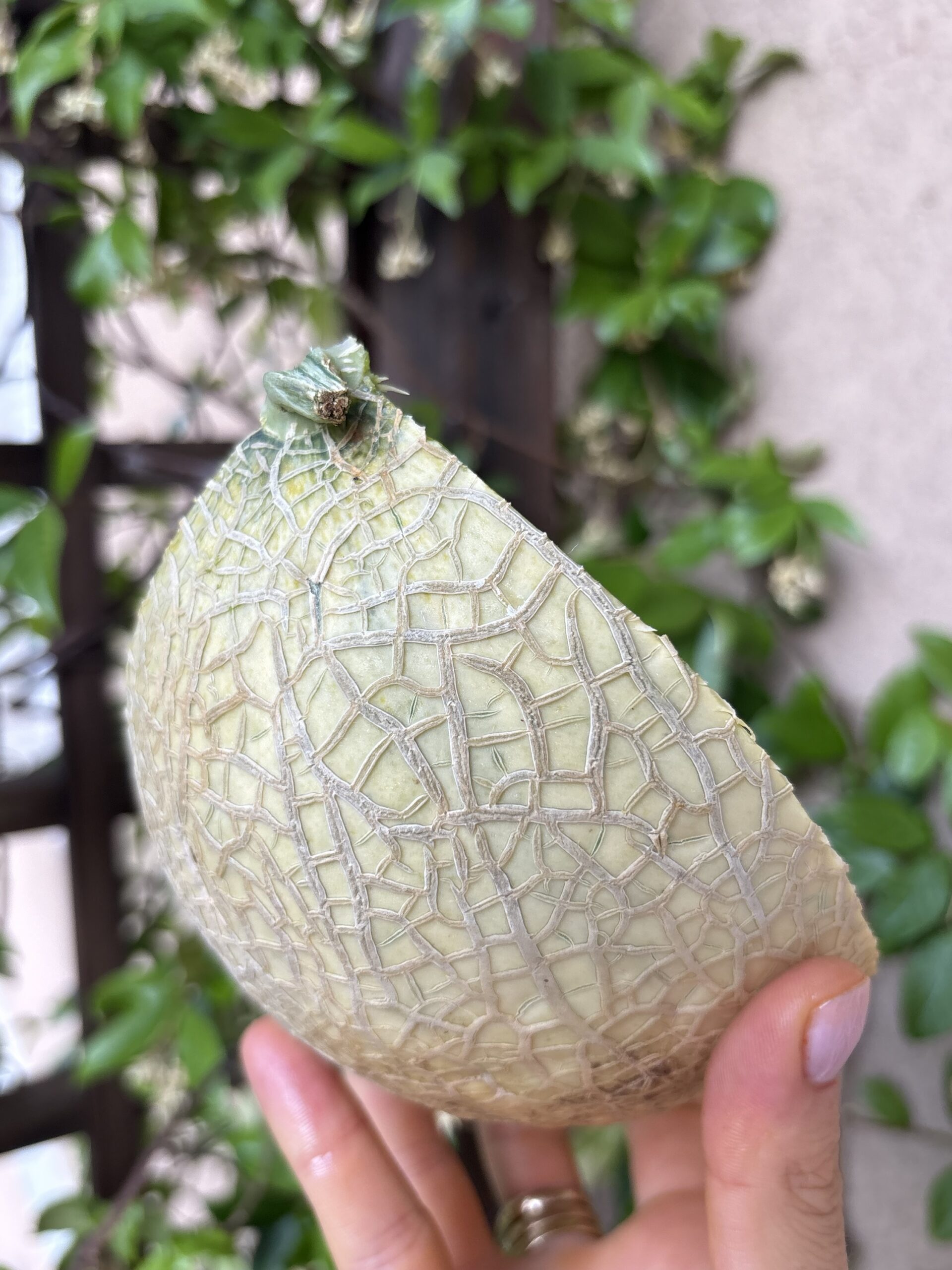 Bòn Bòn Melon | cassetta 6kg c.a. - immagine 5