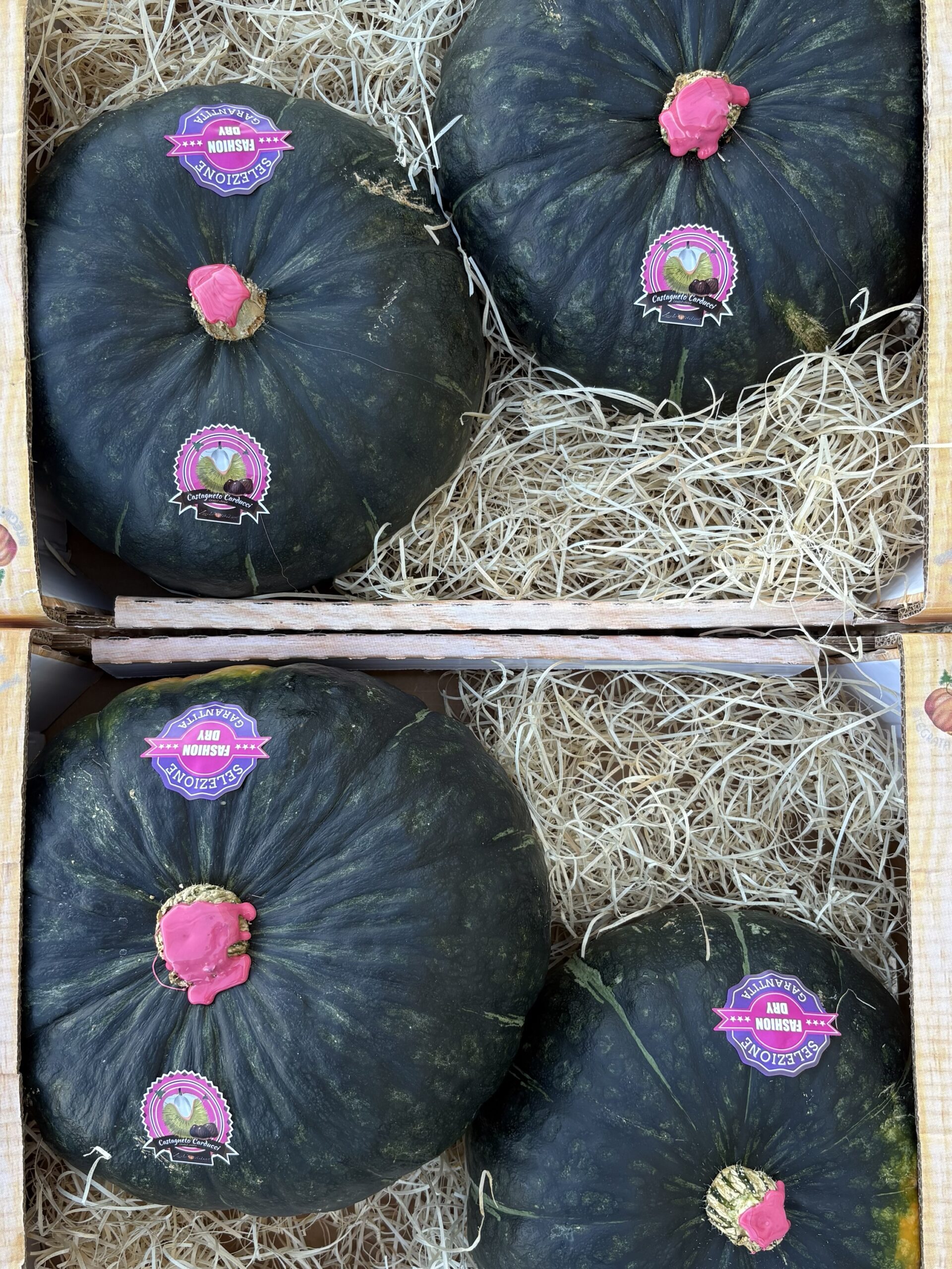 Stella22 CARDUCCI | Super Box 19kg